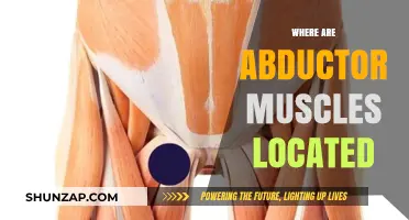 Abductor Muscles: Where Are They Located?