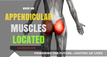 Appendicular Muscles: Where Are They Located?