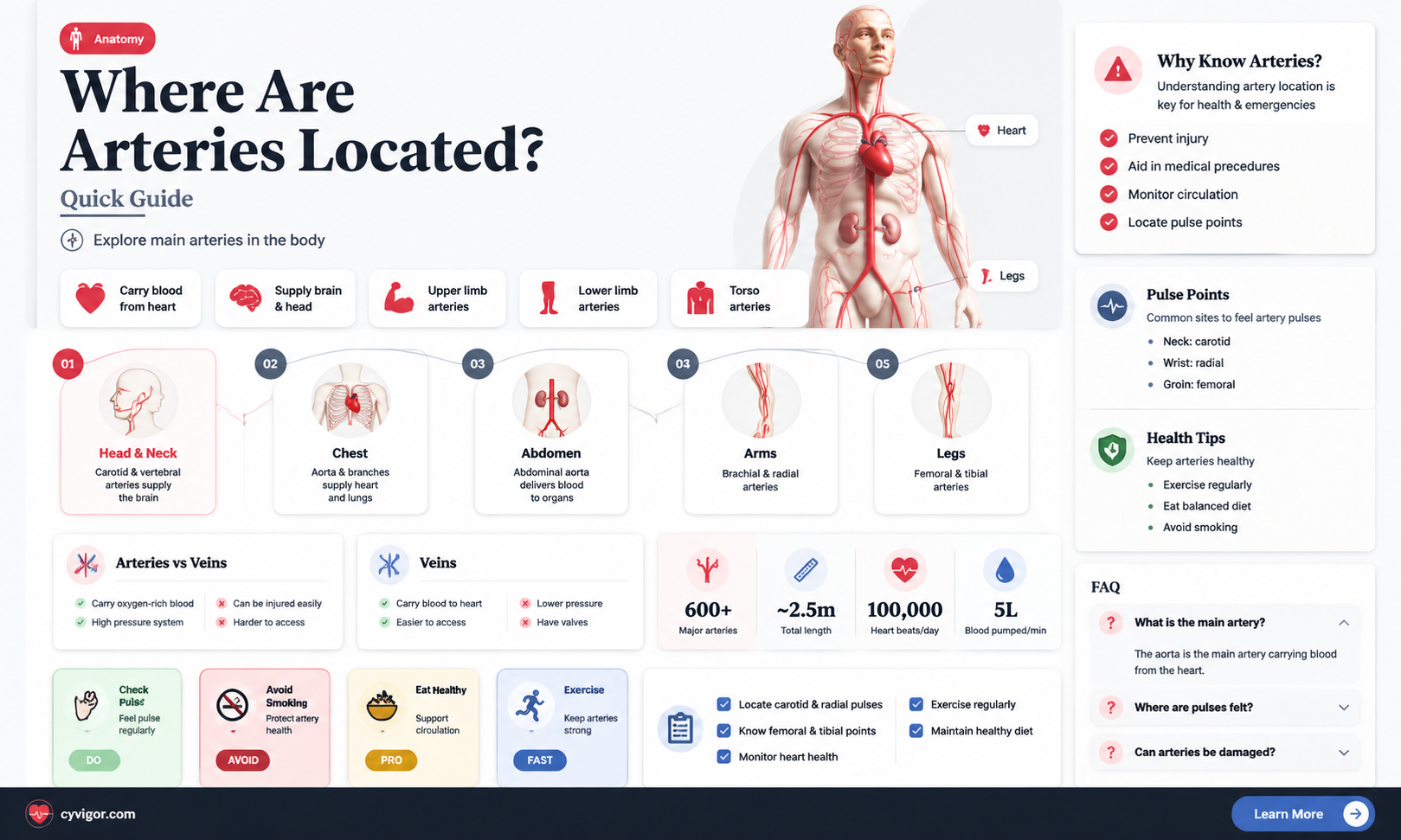 are arteries under muscles
