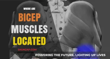 The Biceps Muscle: Location and Function