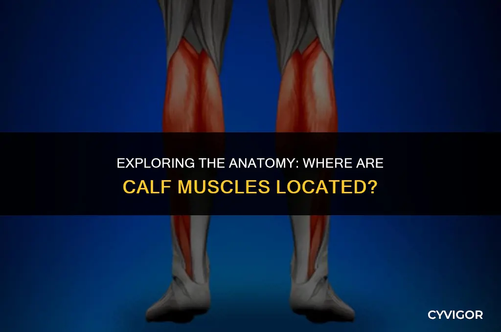 where are calf muscles
