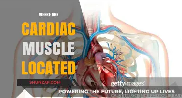 The Heart's Muscle: Where is it Located?