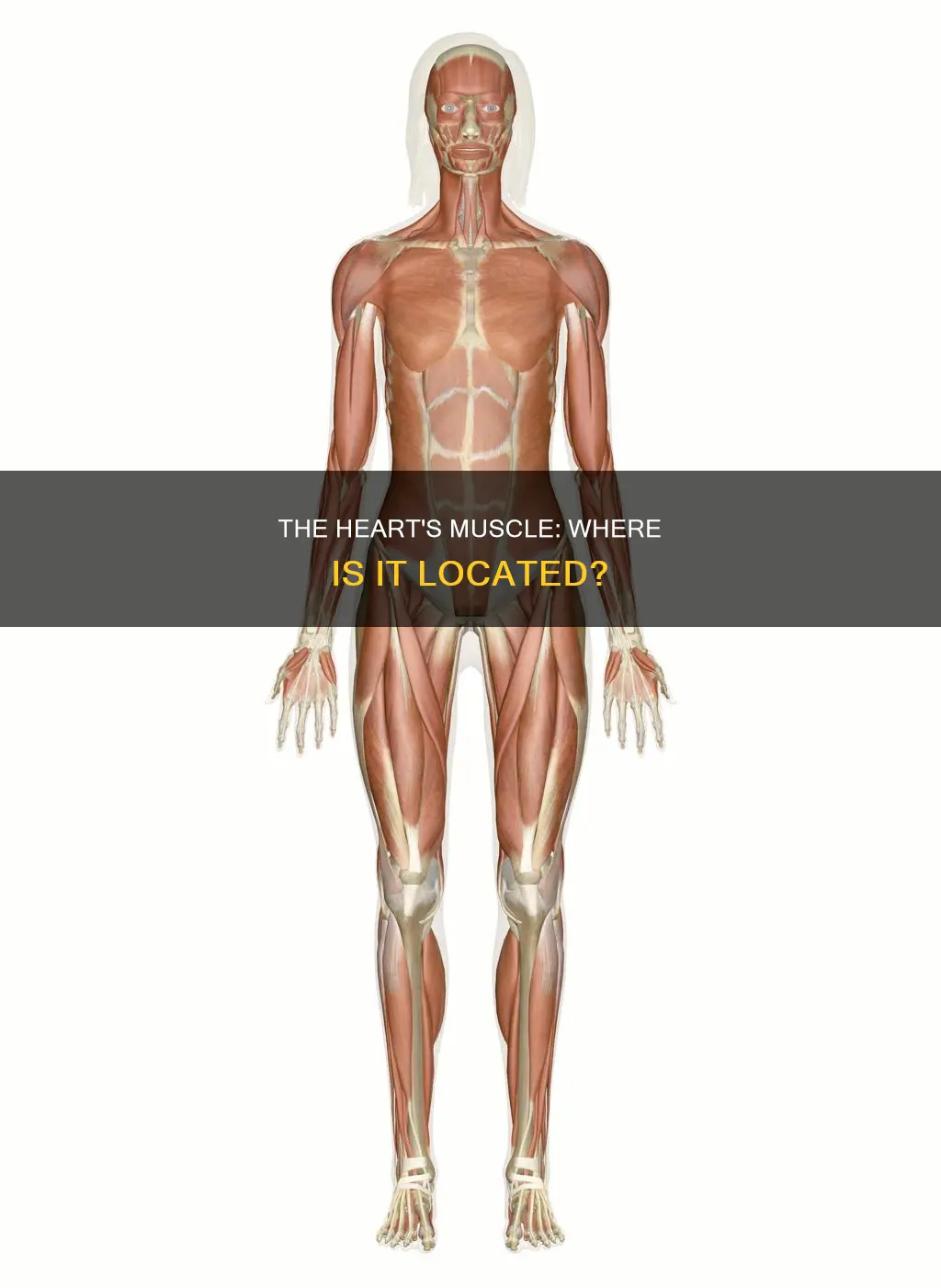 where are cardiac muscle located