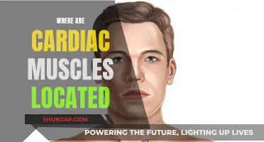 The Heart's Muscle: Location and Functionality