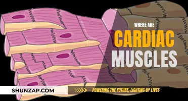 The Location of Cardiac Muscles: Where Are They?