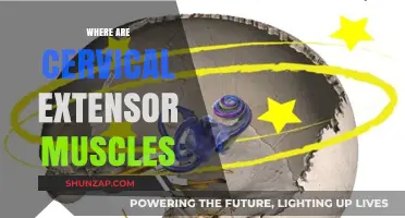Understanding the Cervical Extensor Muscles: Their Location and Function