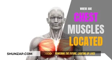 The Anatomy of Chest Muscles: Location and Functionality