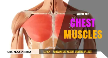 Unlocking the Secret to Chest Muscles