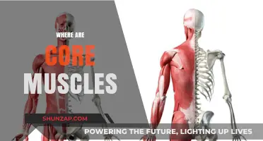 Core Muscles: Where Are They and Why You Need Them