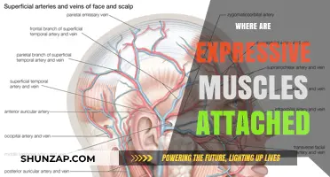 Expressive Muscles: Attached to Bring Emotions to Life