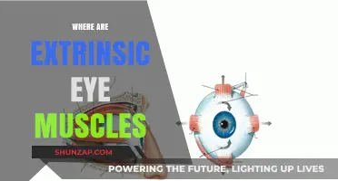 Eye Muscles: Extrinsic Anatomy and Function