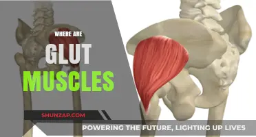 Glute Muscles: Understanding Their Location and Function