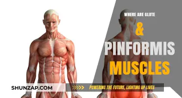 Glute and Psoas Muscles: Location and Function