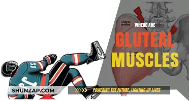 Gluteal Muscles: Where Are They and What Do They Do?