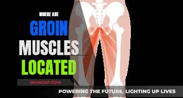 Groin Muscle Pain: Understanding the Anatomy and Location