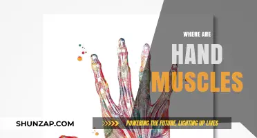 Hand Muscles: Where Are They Located?