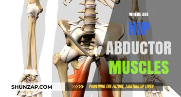 Understanding Hip Abductor Muscles: Their Location and Function