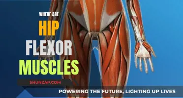 Unlocking Hip Flexor Muscles: Where Are They Located?