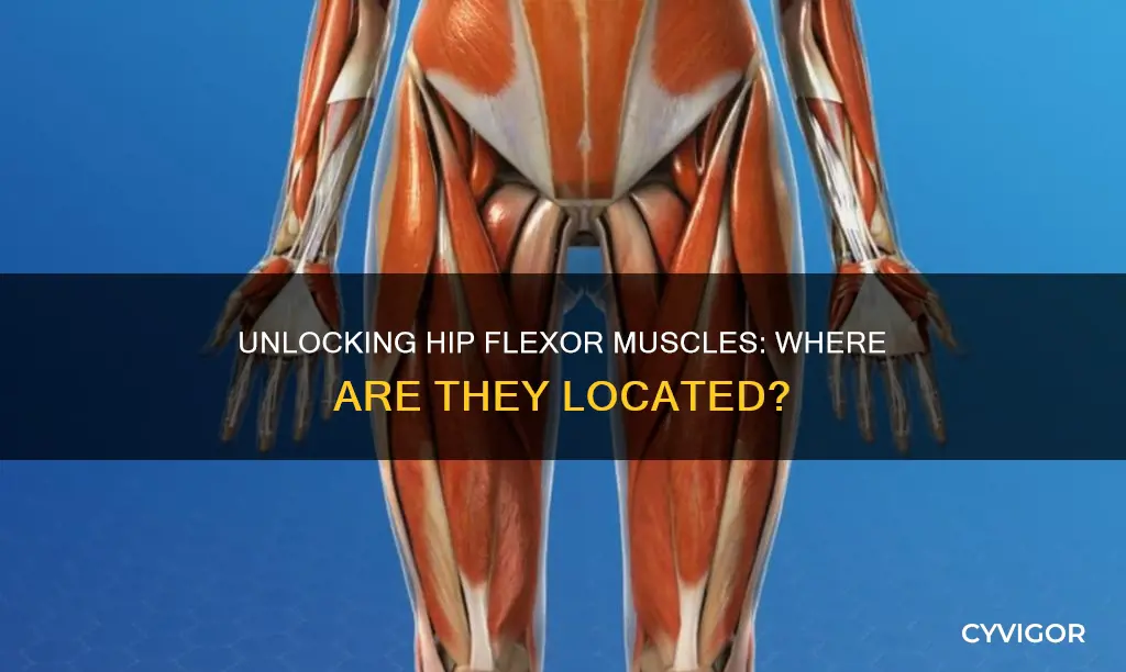 where are hip flexor muscles