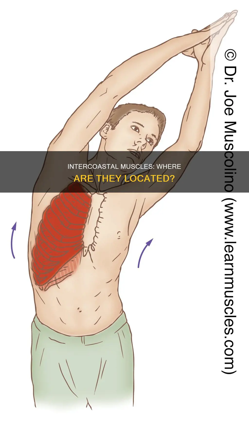 where are intercoastal muscles located