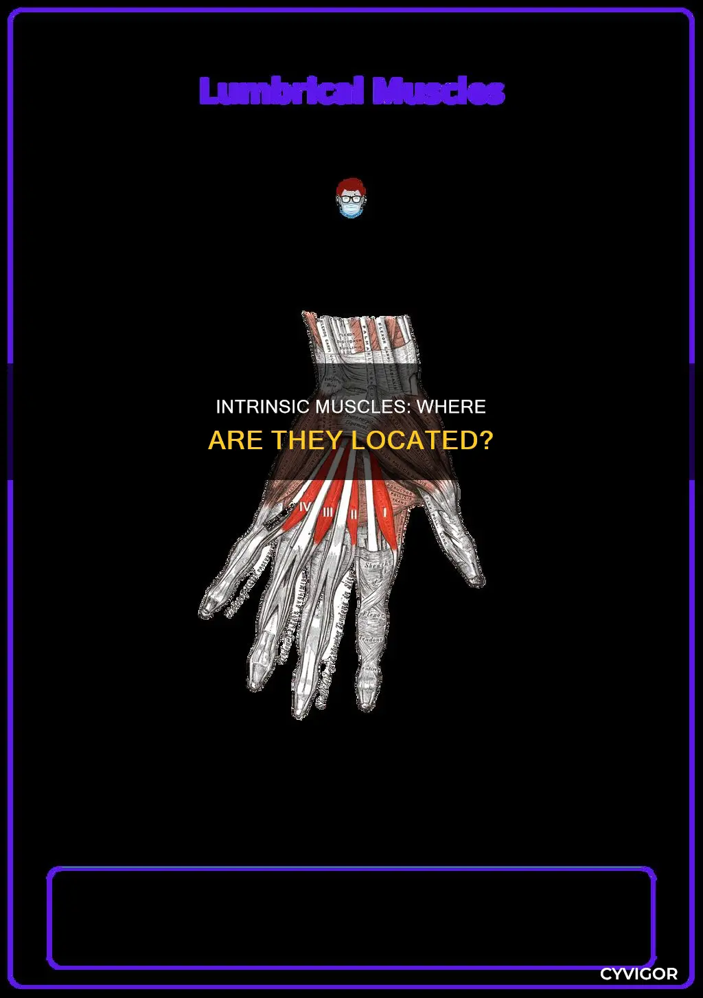 where are intrinsic muscles located