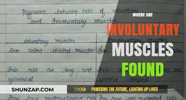 Involuntary Muscles: Where Are They Located in the Body?