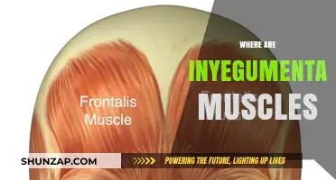 Exploring the Intricacies of Integumentary Muscles