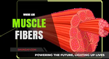 Muscle Fibers: What Are They and Where Are They Located?