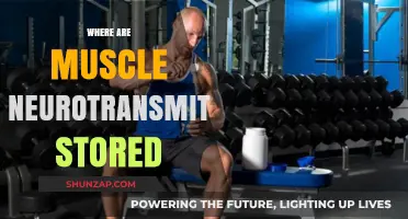 Neurotransmitters' Storage: Understanding Muscle Function