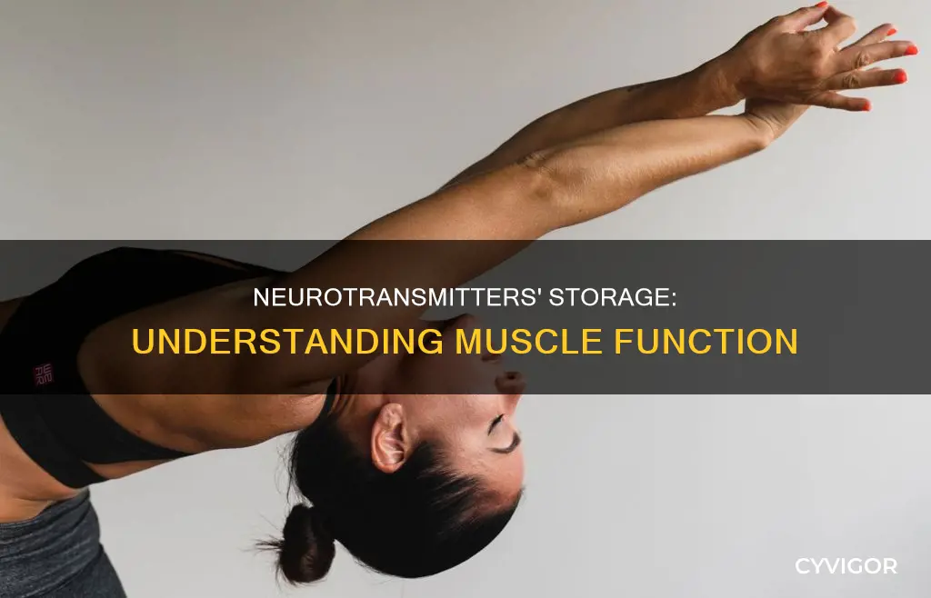 where are muscle neurotransmitters stored