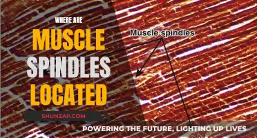 Muscle Spindles: Their Location and Function in the Human Body