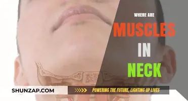 Understanding the Muscles in Your Neck