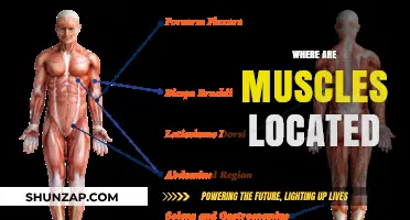Muscle Anatomy: Understanding Their Location and Function