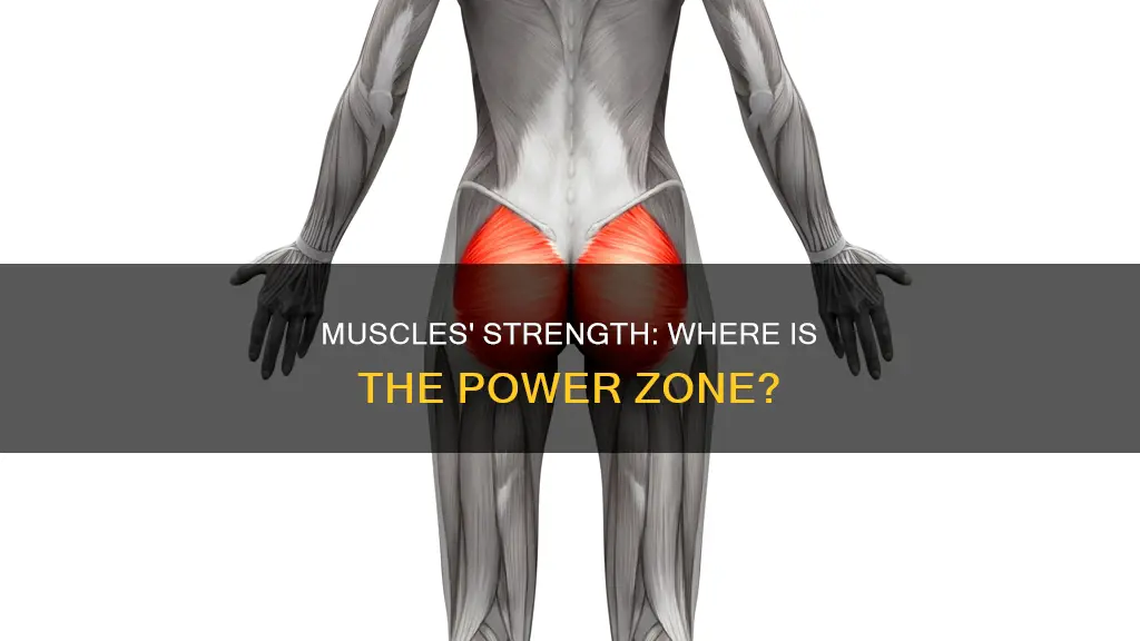 where are muscles strongest