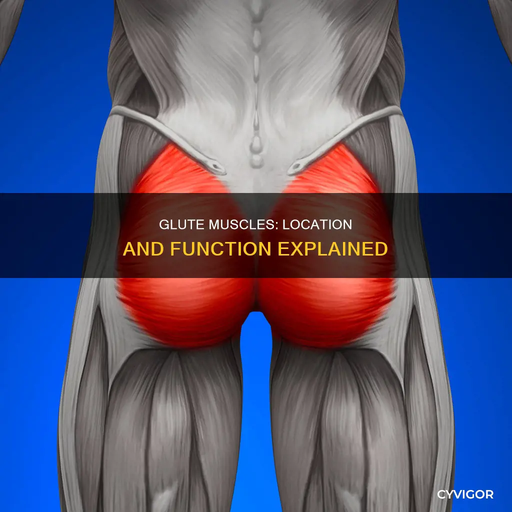 where are my glute muscles