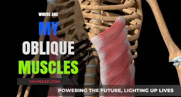 Uncover Your Oblique Muscles: Their Exact Location and Function