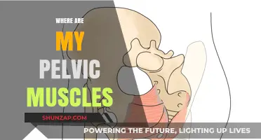 Pelvic Floor Muscles: Where Are They and What Do They Do?