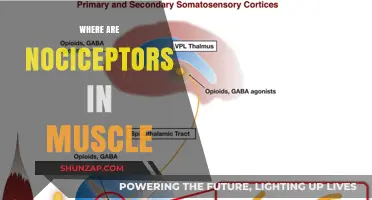 Muscle Nociceptors: Where Are They Located?