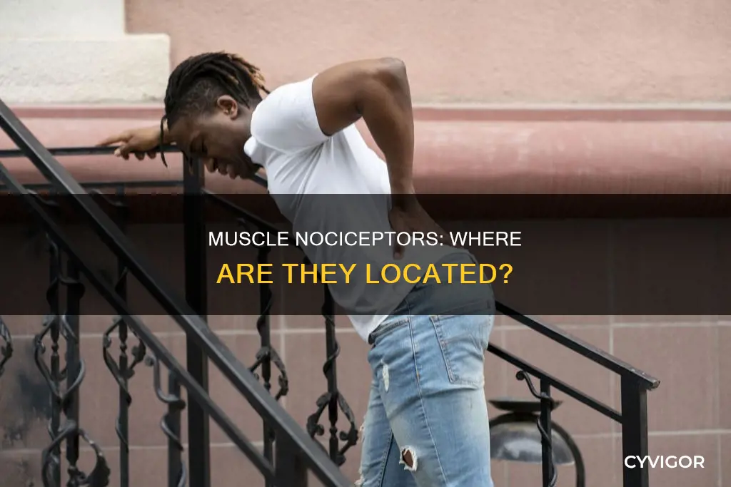 where are nociceptors in muscle