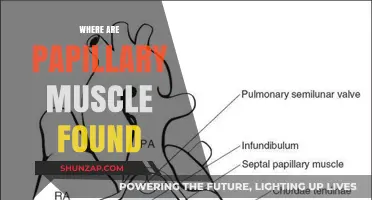Papillary Muscles: Where Are They Located?