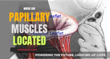 Papillary Muscles: Their Location and Function in the Heart