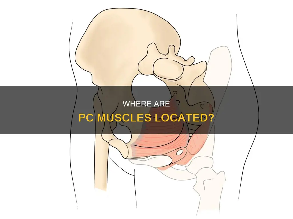 where are pc muscles