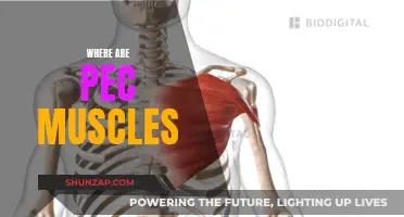 Pec Muscles: Where Are They Located?