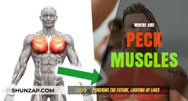 Peck Muscles: Where Are They Located?
