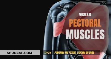 Pectoral Muscles: Where Are They Located?