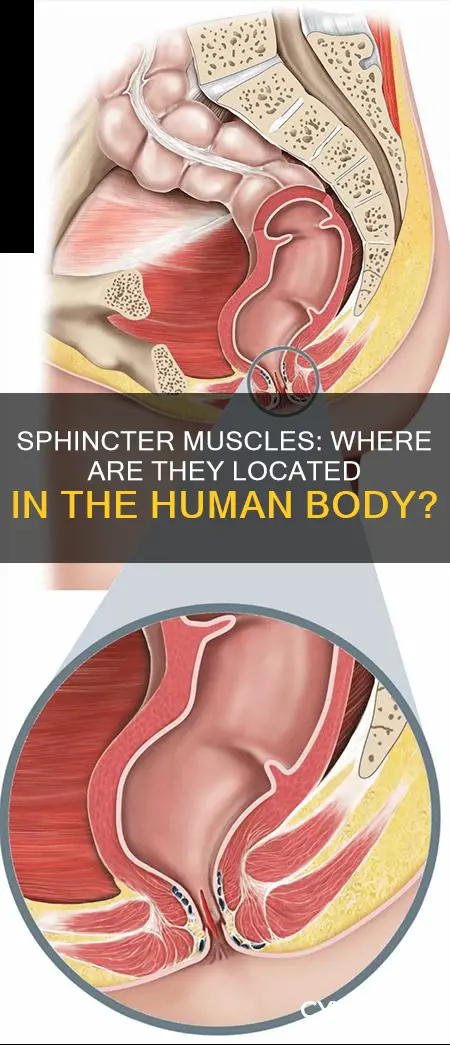 where are sphincter muscles found