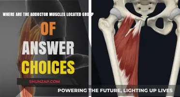 Adductor Muscles Location: Unveiling Their Position in the Human Body