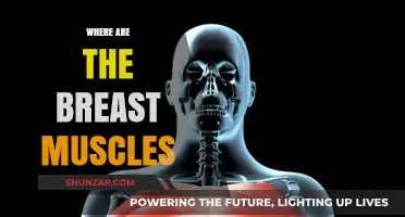 Unlocking the Mystery of Breast Muscles