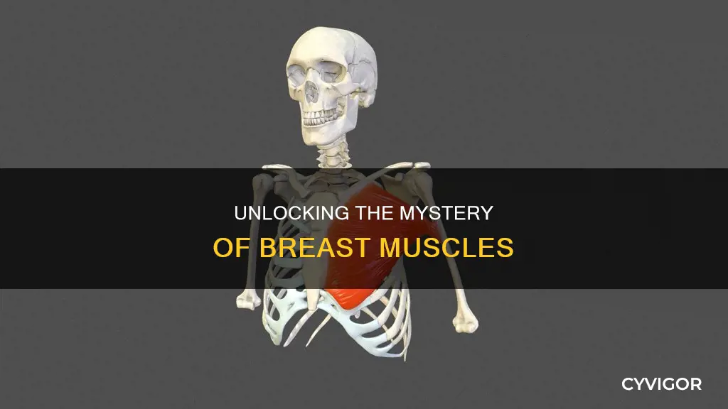 where are the breast muscles