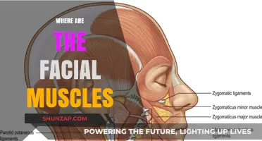 Facial Muscles: Their Location and Function